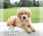 Image preview for Ad Listing. Nickname: Rolo