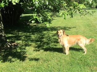 Father of the Golden Retriever puppies born on 08/10/2017