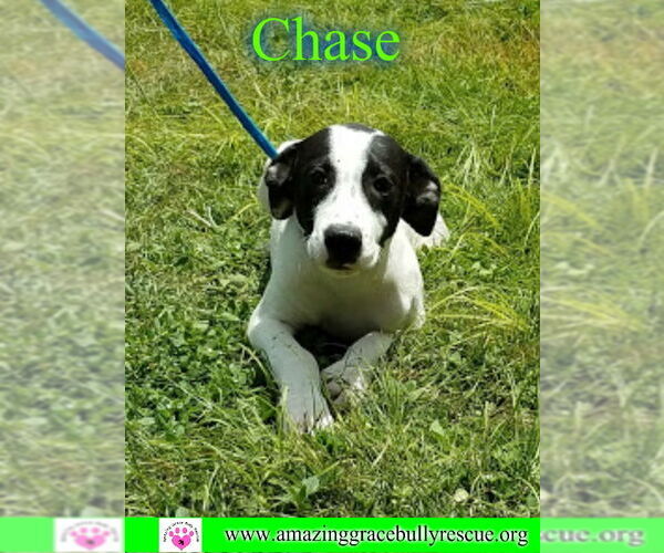 Medium Photo #5 Greyhound-Jack Russell Terrier Mix Puppy For Sale in Milton, FL, USA