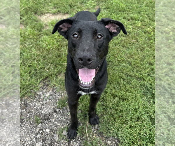 Medium Photo #1 Labrador Retriever-Unknown Mix Puppy For Sale in Evansville, IN, USA