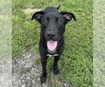Small Labrador Retriever Mix