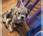 Puppy 4 French Bulldog