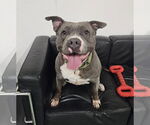 Small #1 American Pit Bull Terrier