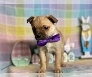 Beagle-Pom-A-Pug Mix Puppy for sale in LANCASTER, PA, USA
