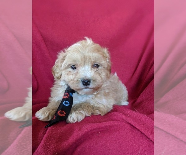 Medium Photo #4 Maltipoo Puppy For Sale in NOTTINGHAM, PA, USA