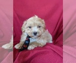 Small Photo #4 Maltipoo Puppy For Sale in NOTTINGHAM, PA, USA