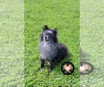 Small #1 Pomeranian