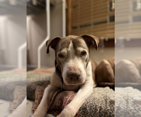 Medium Photo #2 American Staffordshire Terrier Puppy For Sale in Monterey, VA, USA