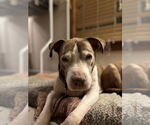 Small #1 American Staffordshire Terrier