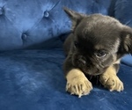 Small Photo #14 French Bulldog Puppy For Sale in DALLAS, TX, USA