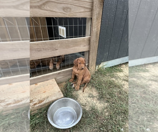 Medium Photo #5 Rhodesian Ridgeback Puppy For Sale in ROME, GA, USA