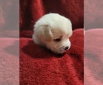 Small Photo #13 Yorkshire Terrier Puppy For Sale in AKRON, OH, USA