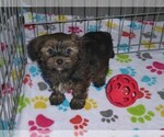 Small Photo #4 Havashire Puppy For Sale in ORO VALLEY, AZ, USA