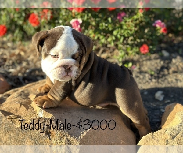 Medium Photo #12 Bulldog Puppy For Sale in SPRING, TX, USA