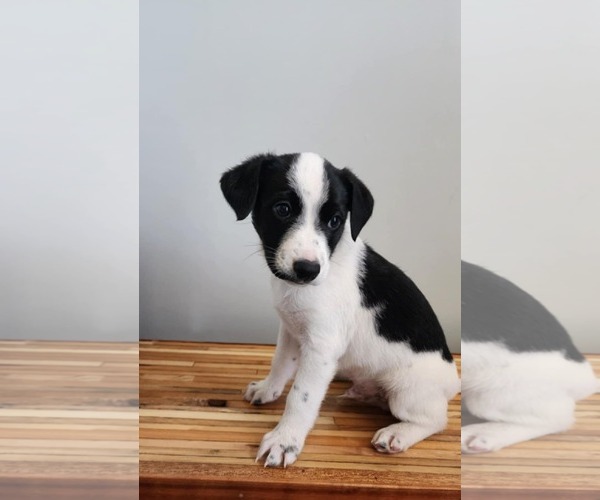 Medium Photo #3 Labrador Retriever-Unknown Mix Puppy For Sale in SHERBURNE, NY, USA