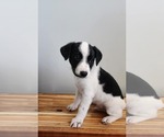 Small #2 Labrador Retriever Mix
