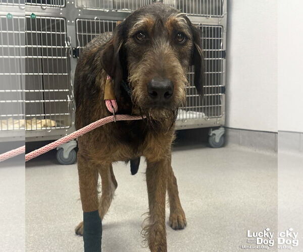 Medium Photo #1 Airedale Terrier-Unknown Mix Puppy For Sale in Washington, DC, USA