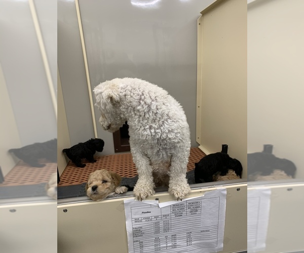 Medium Photo #6 Poodle (Miniature) Puppy For Sale in TIPPECANOE, IN, USA