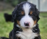 Puppy Alice Bernese Mountain Dog