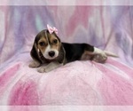 Small #6 Beagle