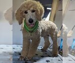 Small #11 Goldendoodle-Poodle (Standard) Mix