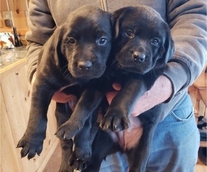 Labrador Retriever Puppy for sale in HEBRON, ME, USA