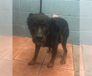 Cocker Spaniel Dogs for adoption in Downey, CA, USA