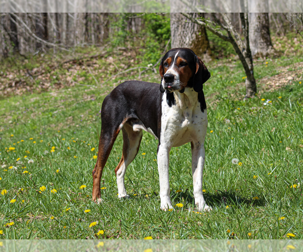 Medium Photo #1 Jug-Treeing Walker Coonhound Mix Puppy For Sale in LIBERTY, KY, USA
