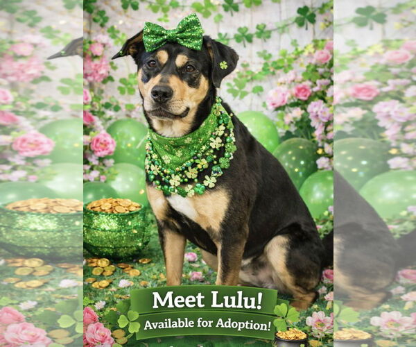 Medium Photo #1 Mutt Puppy For Sale in Garner, NC, USA