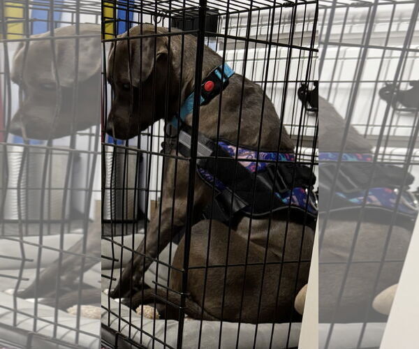 Medium Photo #4 American Pit Bull Terrier-Labrador Retriever Mix Puppy For Sale in Holly Springs, NC, USA