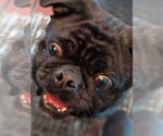 Small #4 Frenchie Pug