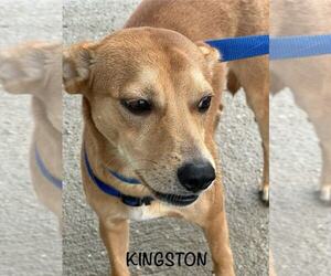 Mutt Dogs for adoption in Evansville, IN, USA