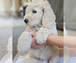 Small #4 Goldendoodle