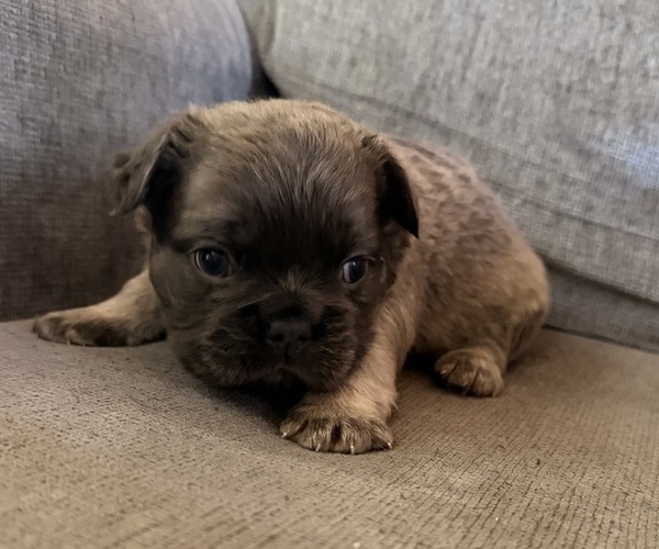 Medium Photo #1 French Bulldog Puppy For Sale in BOURBON, MO, USA