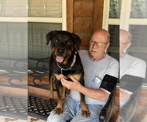 Mother of the Rottweiler puppies born on 04/06/2025