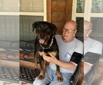 Small Photo #1 Rottweiler Puppy For Sale in CAMERON, OK, USA