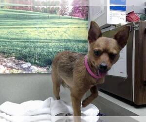 Basenji-Chihuahua Mix Dogs for adoption in Moreno Valley, CA, USA