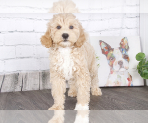 Goldendoodle (Miniature) Puppy for sale in RED LION, PA, USA