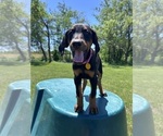 Small #15 Doberman Pinscher