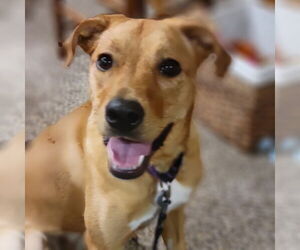 Labrador Retriever-Rhodesian Ridgeback Mix Dogs for adoption in Princeton, MN, USA