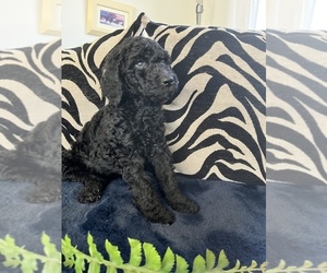 Poodle (Standard) Puppy for sale in WINFIELD, IL, USA