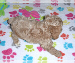 Small Photo #3 Cocker Spaniel-Poodle (Miniature) Mix Puppy For Sale in ORO VALLEY, AZ, USA
