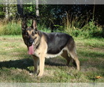 Small Photo #1 German Shepherd Dog Puppy For Sale in HARSTINE, WA, USA