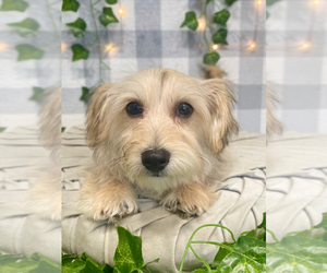 Yo-Chon Puppy for sale in MARIETTA, GA, USA