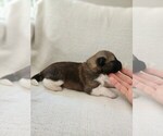 Small #3 Akita