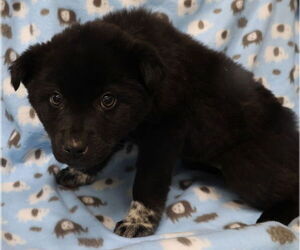 Mutt Dogs for adoption in Minneapolis, MN, USA