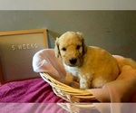 Small Photo #7 Goldendoodle Puppy For Sale in SEYMOUR, CT, USA