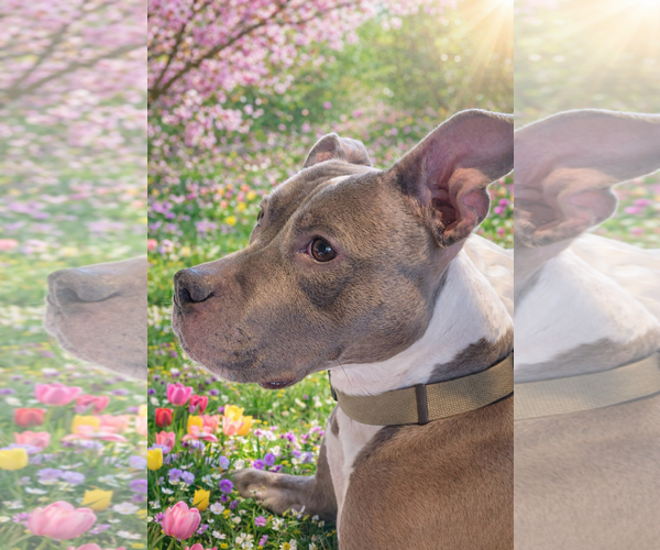 Medium Photo #2 Mutt Puppy For Sale in Rockville, MD, USA