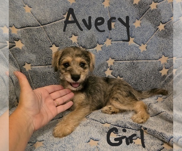 Medium Photo #5 Chizer Puppy For Sale in MONTEZUMA, GA, USA