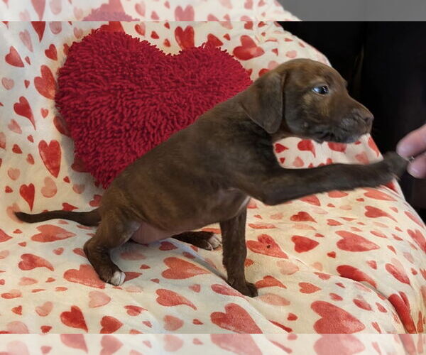 Medium Photo #5 Labrador Retriever-Unknown Mix Puppy For Sale in Germantown, OH, USA